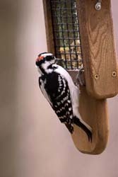 woodpecker