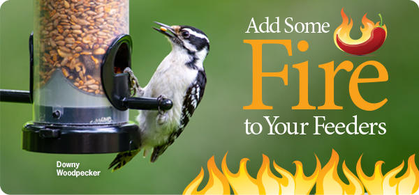 Add Some Fire to Your Feeders