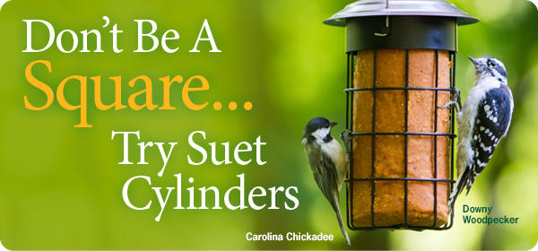 Suet Cylinders